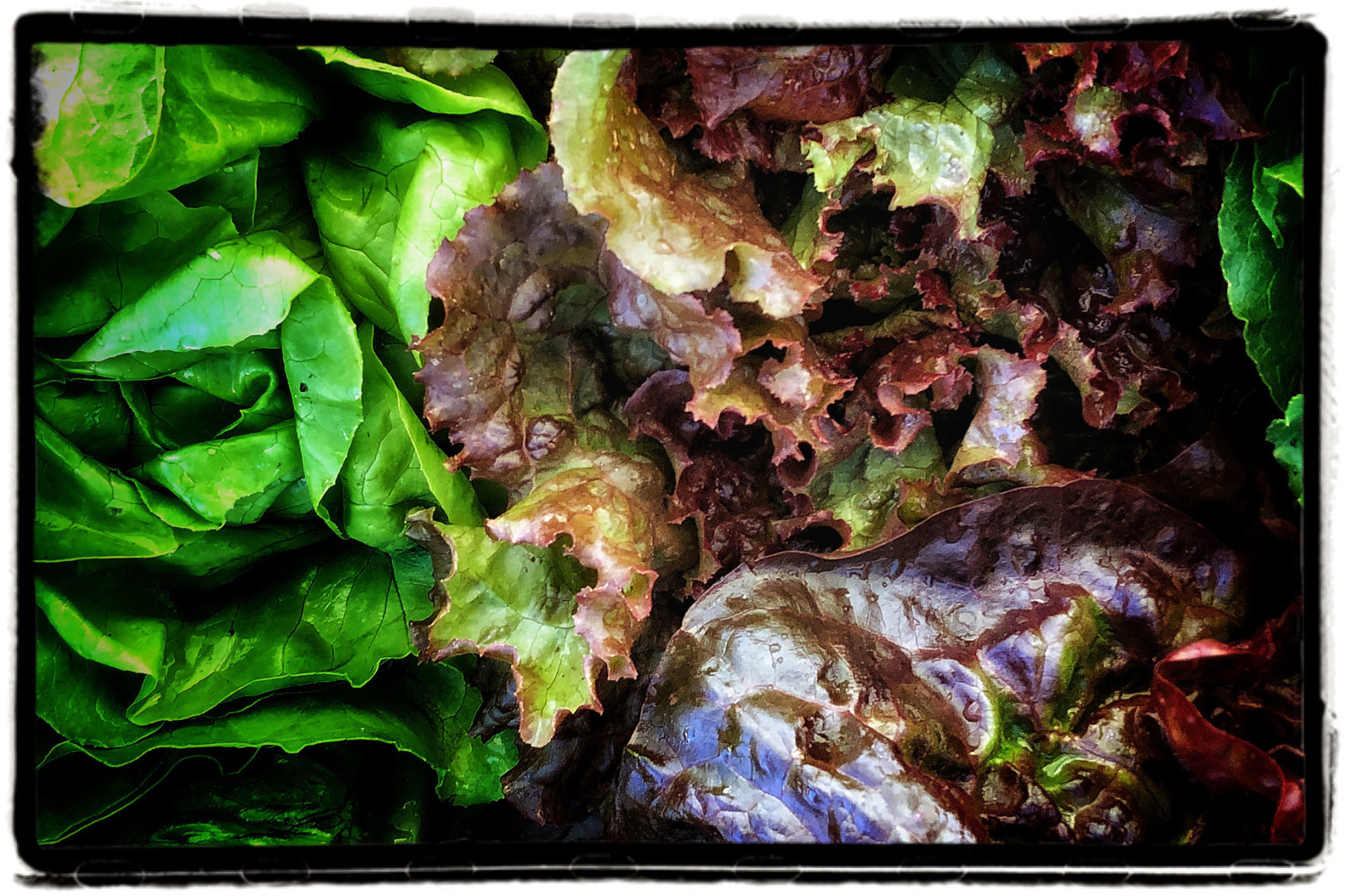 Farmers Market Produce